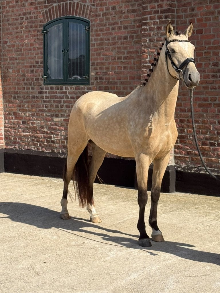 knappe 3.5jr Valk D pony ruin!Looks,kwaliteit en mega braaf!, Met stamboom, B, Ruin, Dressuurpony