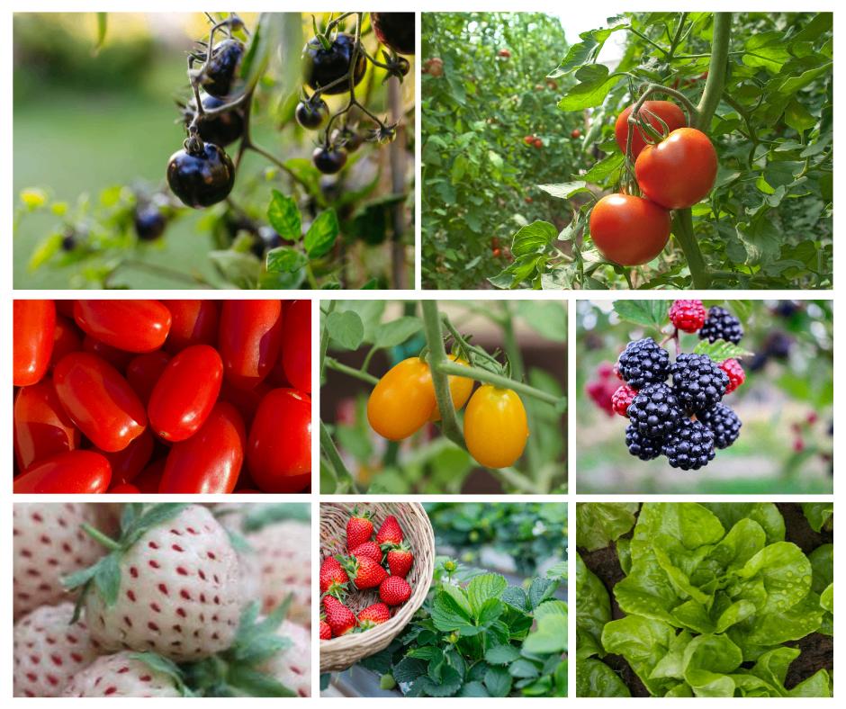 Verschillende moestuinplantjes, tomaat, aardbei, braam, sla, Tuin en Terras, Planten | Tuinplanten, Ophalen, Volle zon, Groenteplanten