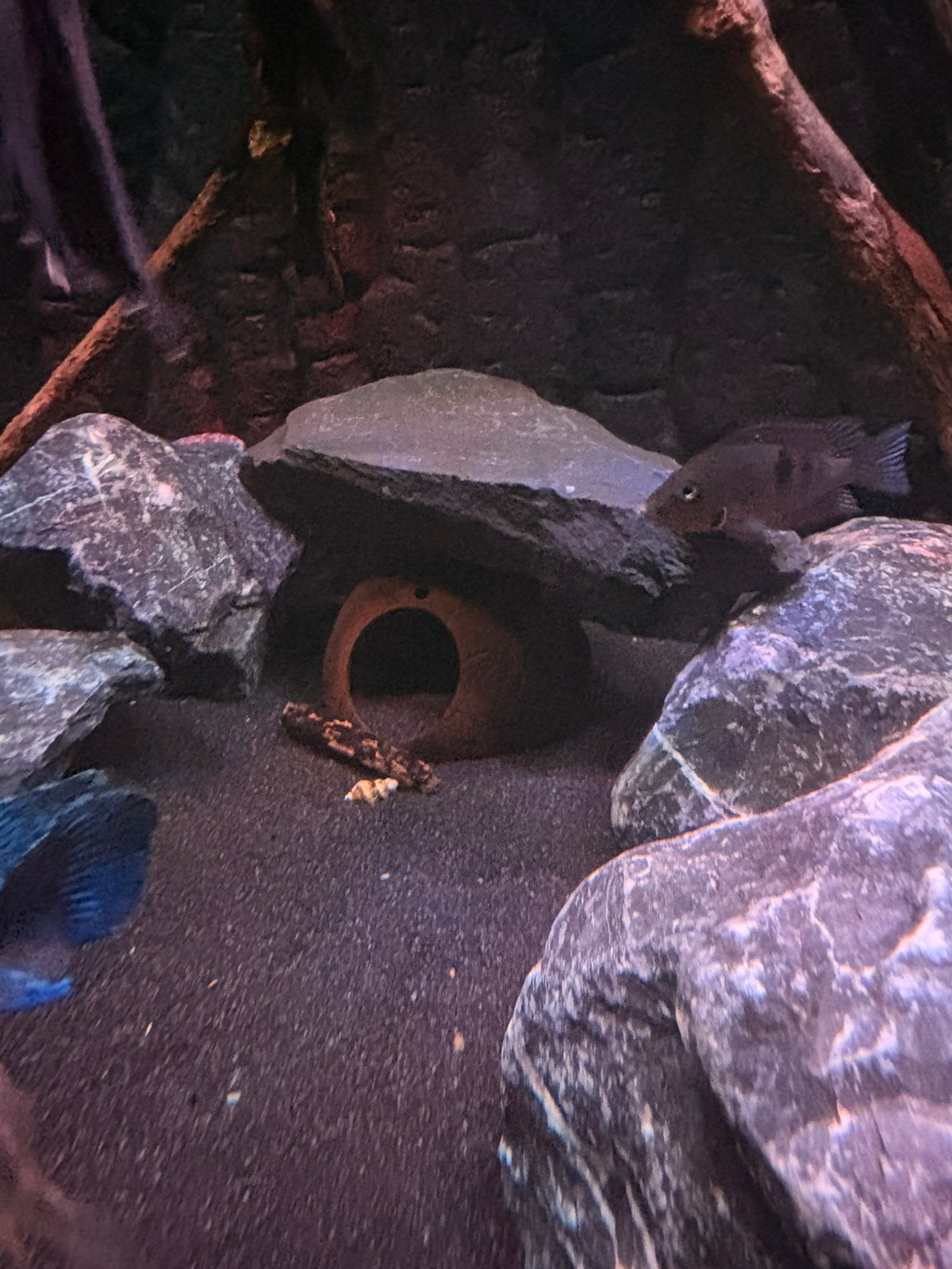 Vuurkeel cichlide., Dieren en Toebehoren, Vis