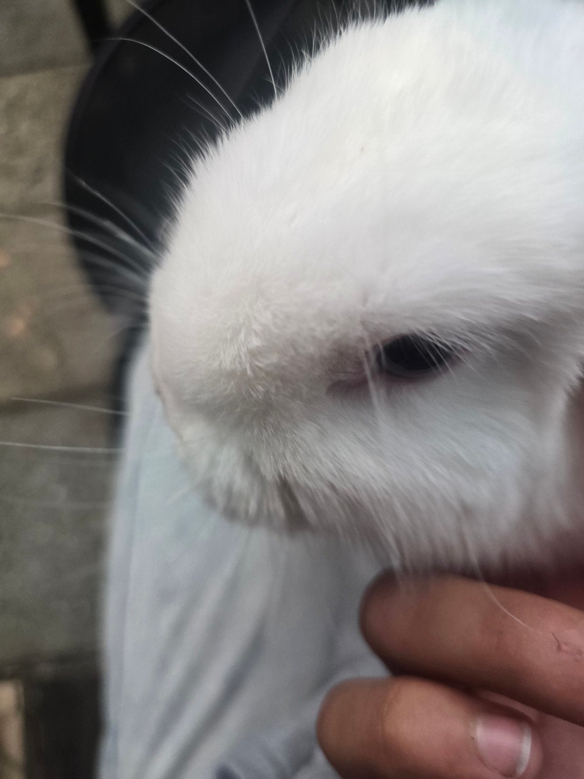 Lieve dwergkonijntjes (6-8 maanden oud) - Tam en nieuwsgieri, Dieren en Toebehoren, Cavia, Meerdere dieren, Tam, September