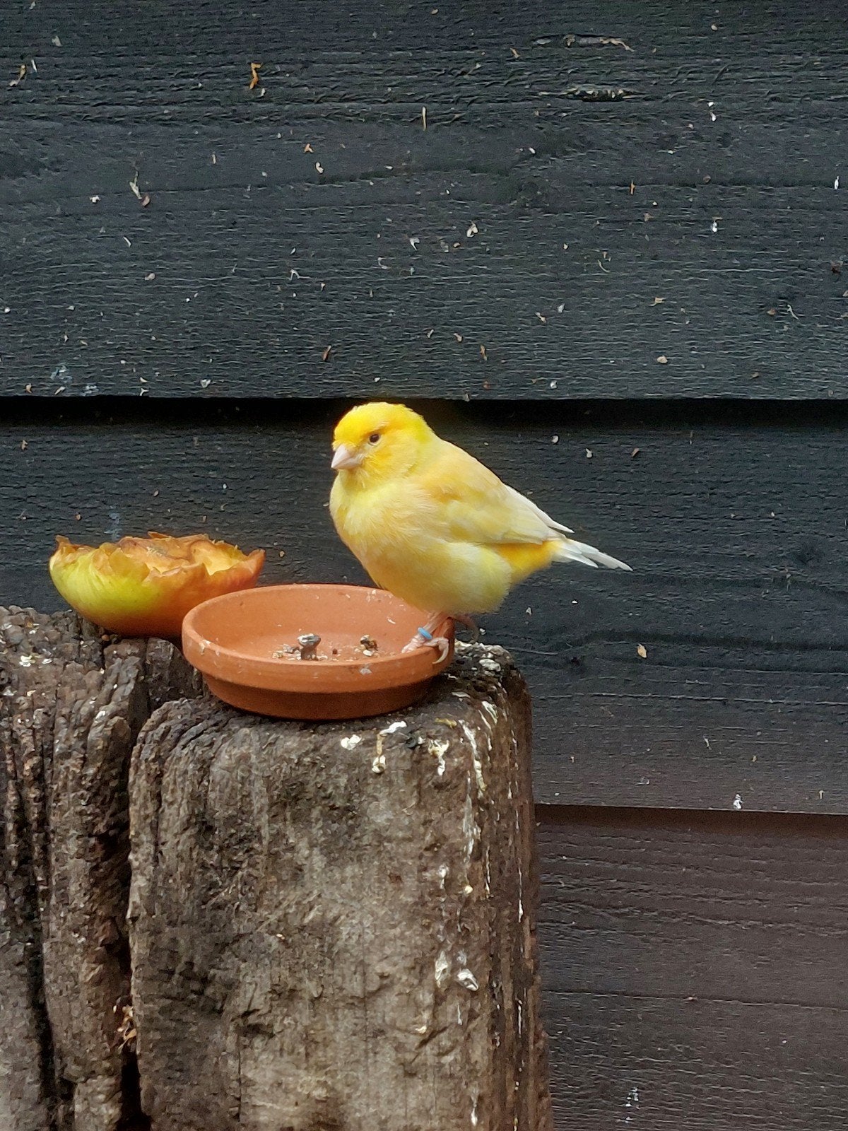 Kanarie Geel Man, Mannelijk, Kleurkanarie