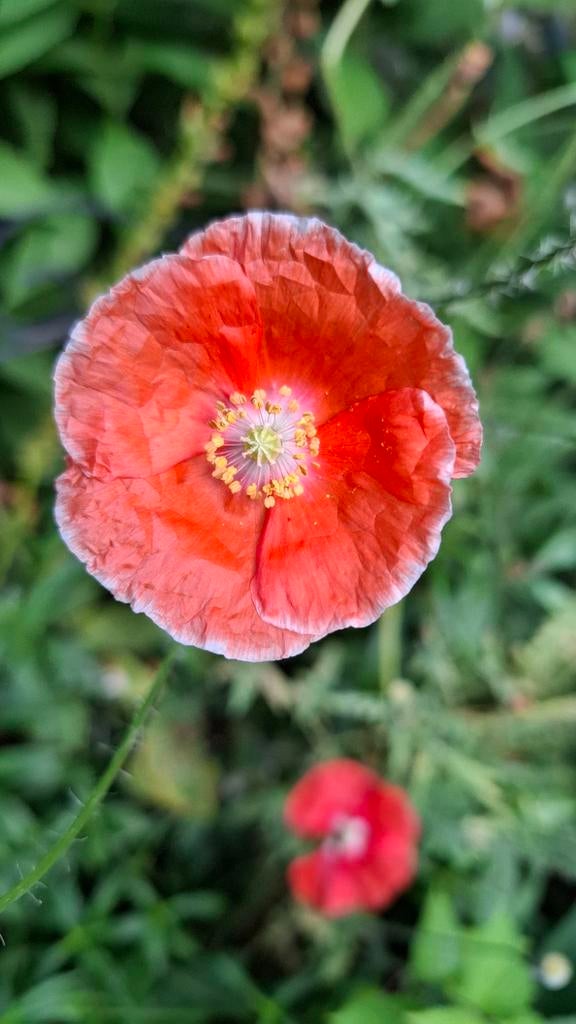 Klaproos Klein zaden, Papaver dubium, Tuin en Terras, Bloembollen en Zaden, Volle zon, Verzenden