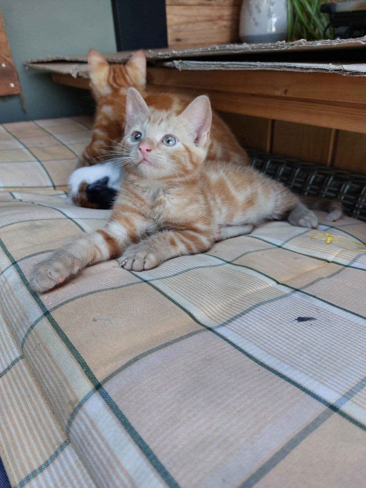 1 prachtige rode cypers kitten ( katertjes), Dieren en Toebehoren, Katten en Kittens | Overige Katten, Kater, Kortharig, 0 tot 2 jaar