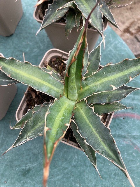 agave xylonacantha (saw Leaf Agave), Tuin en Terras, Ophalen of Verzenden, Bloeit niet, Overige soorten, Volle zon