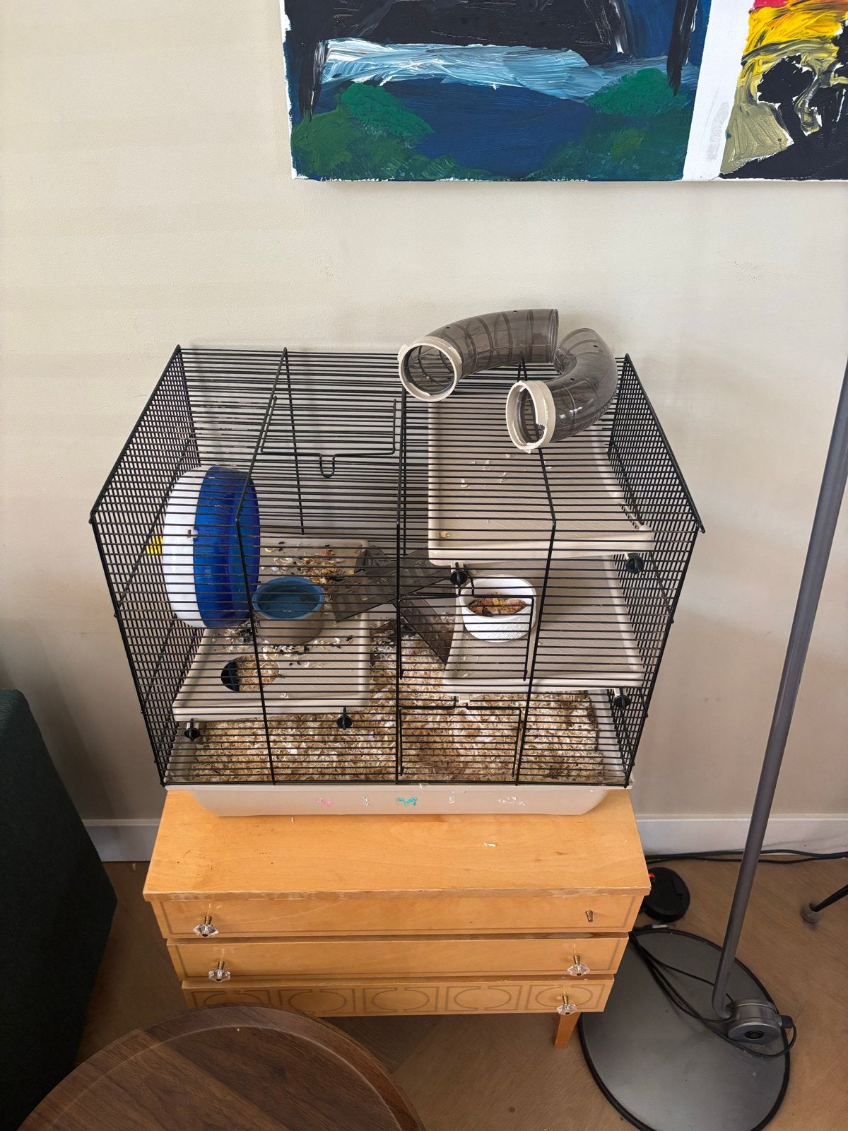 Dwerghamster met kooi- gratis af te halen, Dieren en Toebehoren, Knaagdieren, Januari, Mannelijk, Hamster