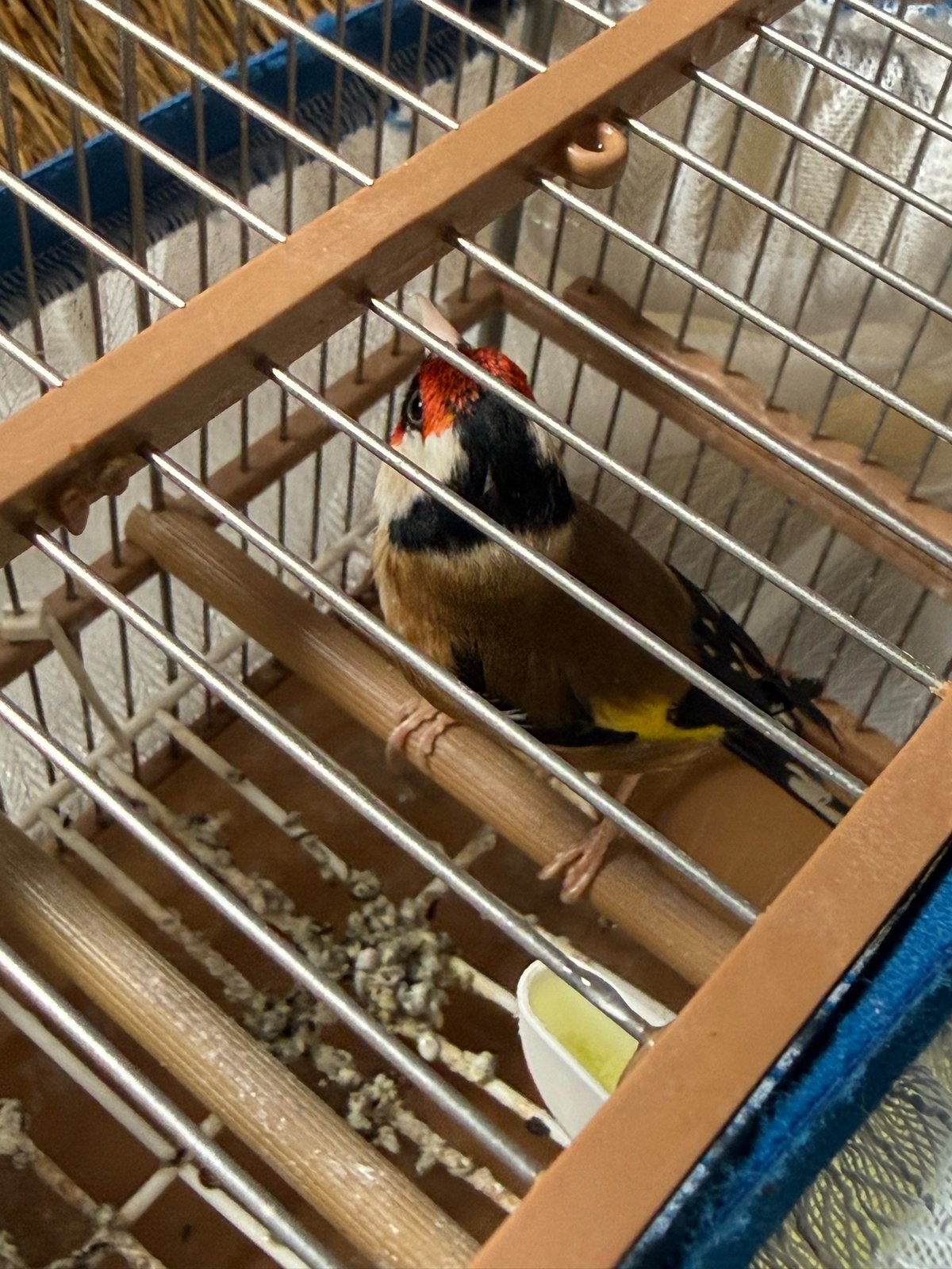 Parva putter 2025, Meerdere dieren, Wildzangvogel