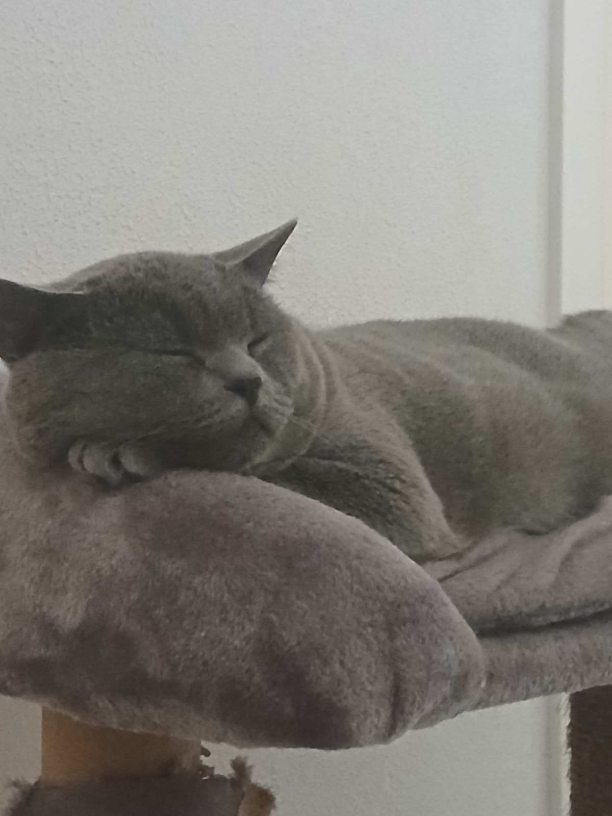 Britse korthaar kater, Dieren en Toebehoren, Kater, Kortharig, 0 tot 2 jaar
