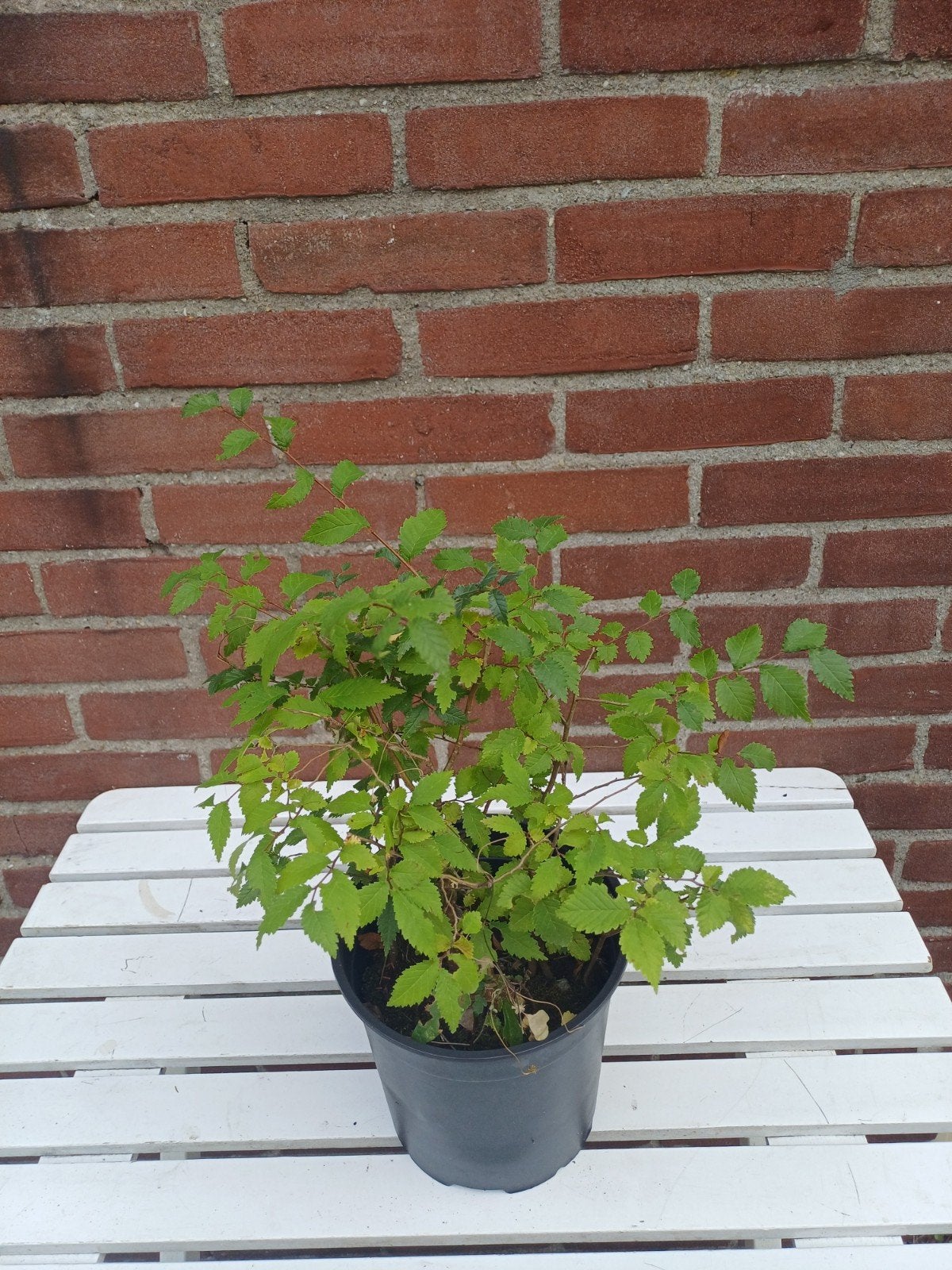 Chinese Elm (Ulmus parvifolia) of Japanse Zelkova, Bloeit niet, Overige soorten, Minder dan 100 cm, Ophalen