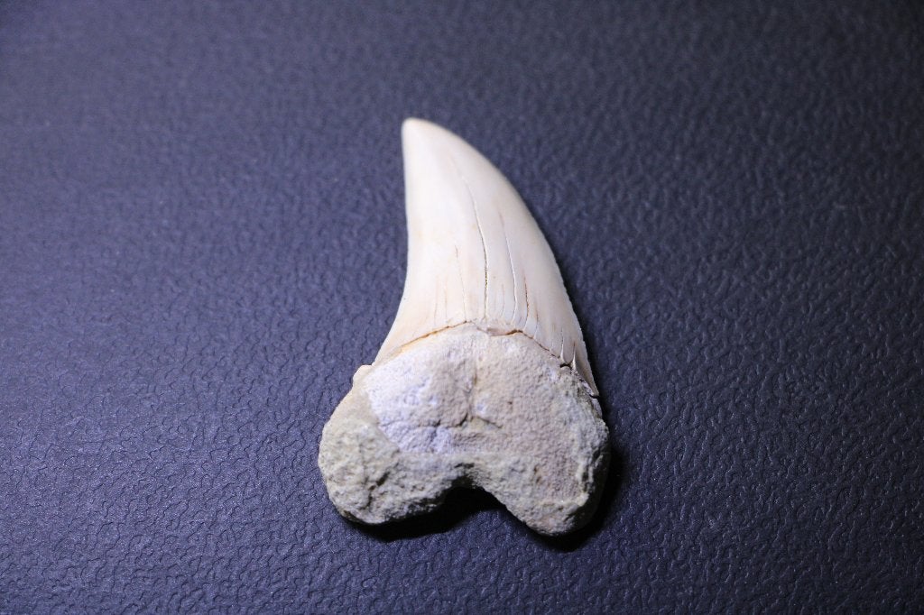 Isurus Planis, Ophalen of Verzenden, Fossiel