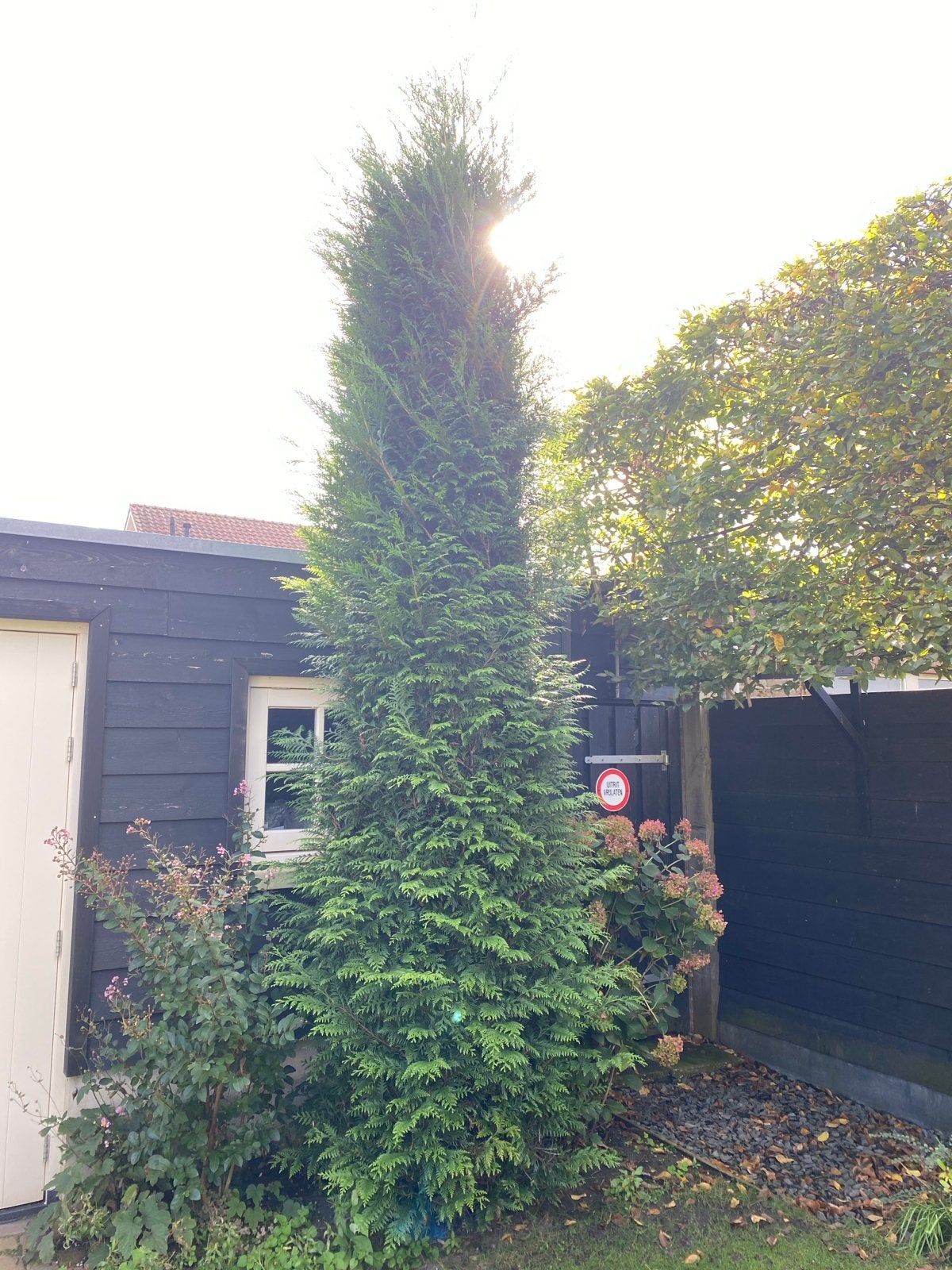 Gratis af te halen: Prachtige smalle hoge conifeer (4m), Tuin en Terras, Volle zon, Vaste plant, Bloeit niet, Ophalen