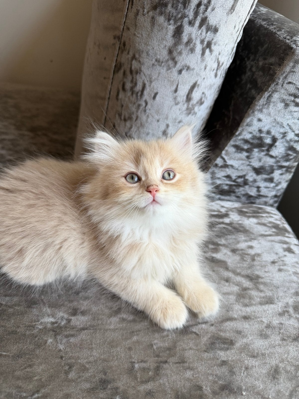 Britse golden black kittens, Dieren en Toebehoren, Meerdere dieren, Ingeënt, 0 tot 2 jaar
