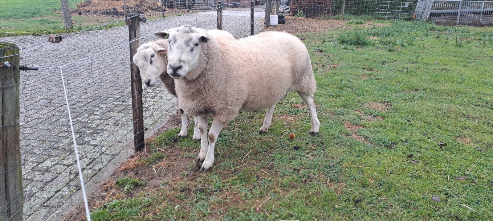 gekeurde stamboek swifter dekram beschikbaar na 22 oktober, Dieren en Toebehoren, Mannelijk, Schaap
