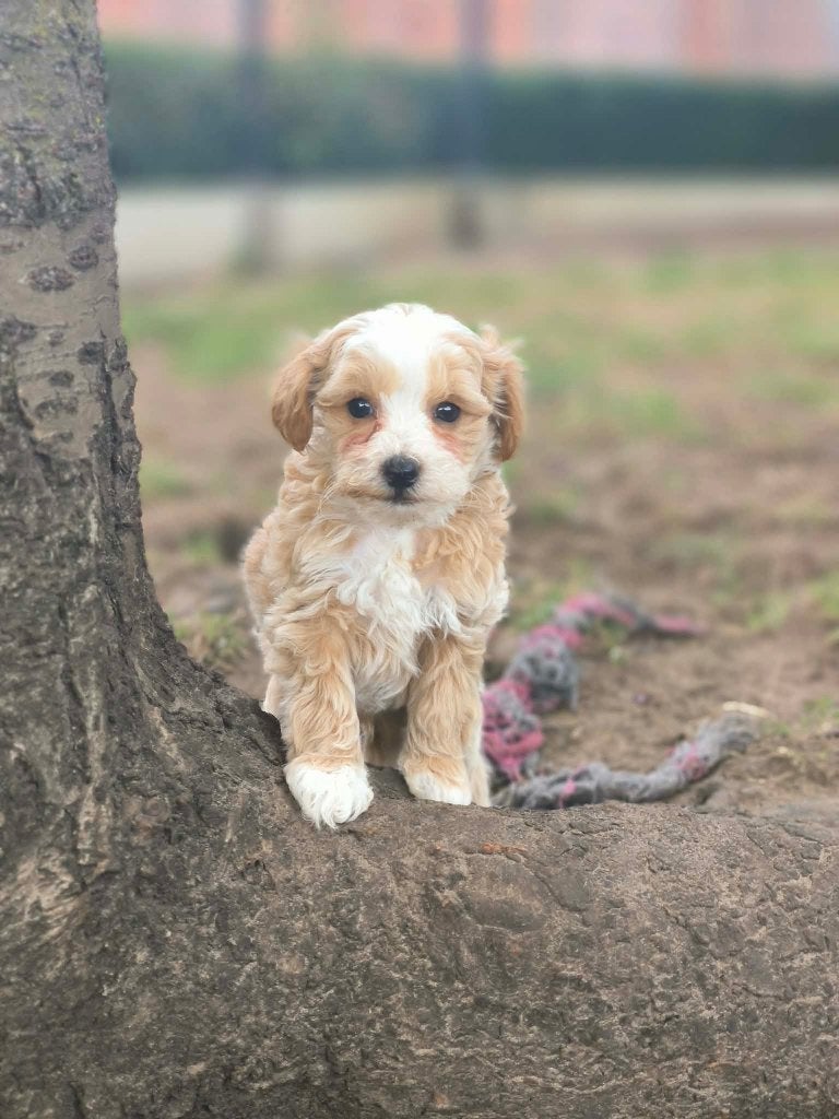 Prachtige maltipoo pupjes bij ons geboren!!, Dieren en Toebehoren, België, CDV (hondenziekte), 8 tot 15 weken, Meerdere