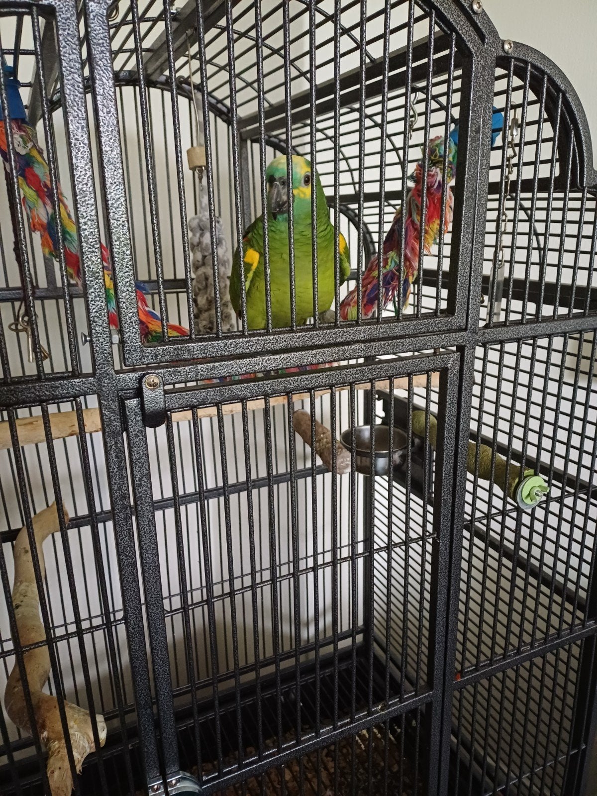 amazona papagaai, Mannelijk, Papegaai