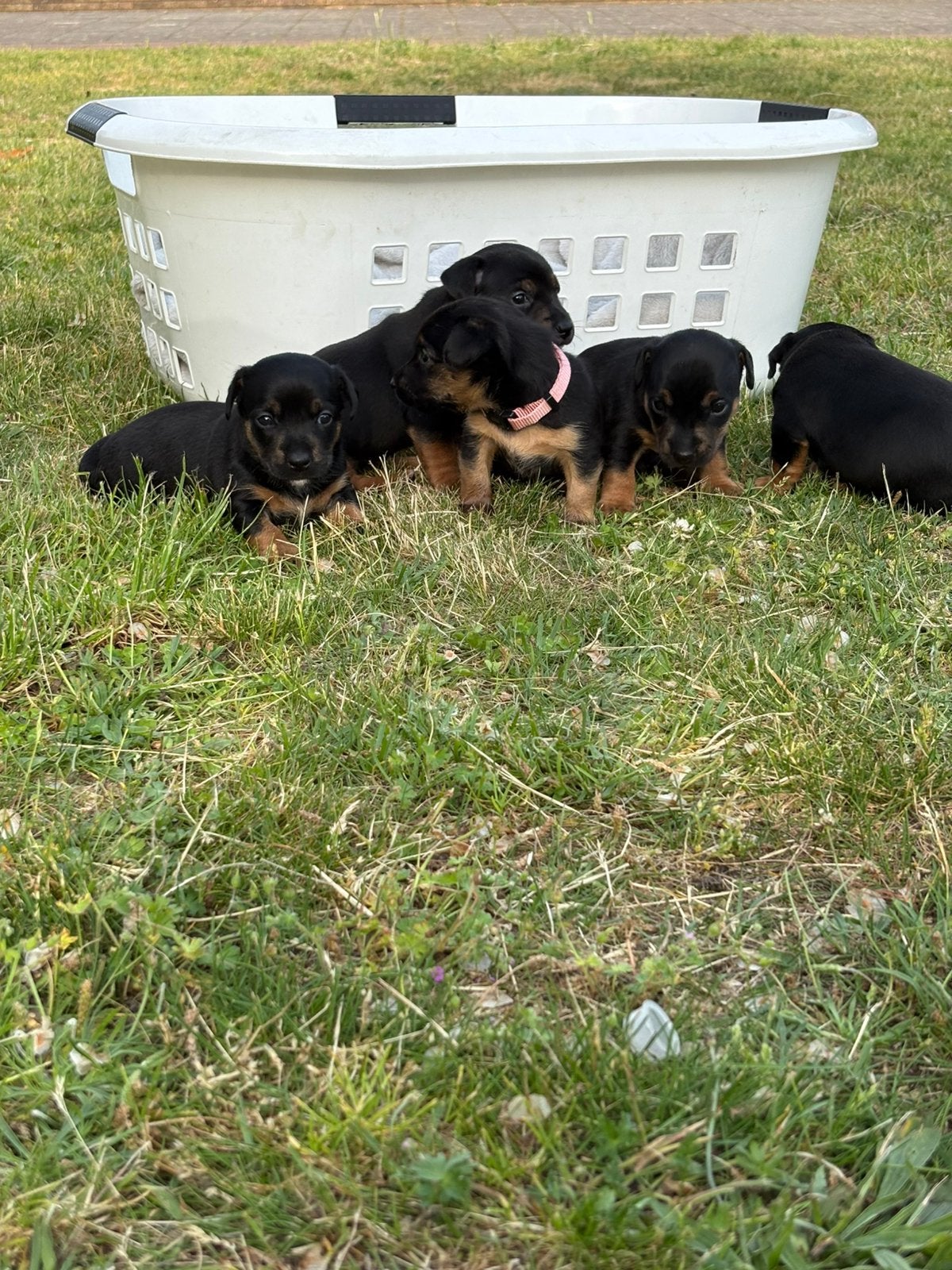 Jack Russels te koop, Parvo, Jack Russell Terriër, 8 tot 15 weken, Meerdere