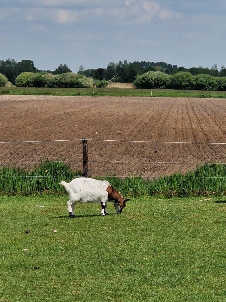 Drachtige dwerggeit, Vrouwelijk, Geit, 3 tot 5 jaar