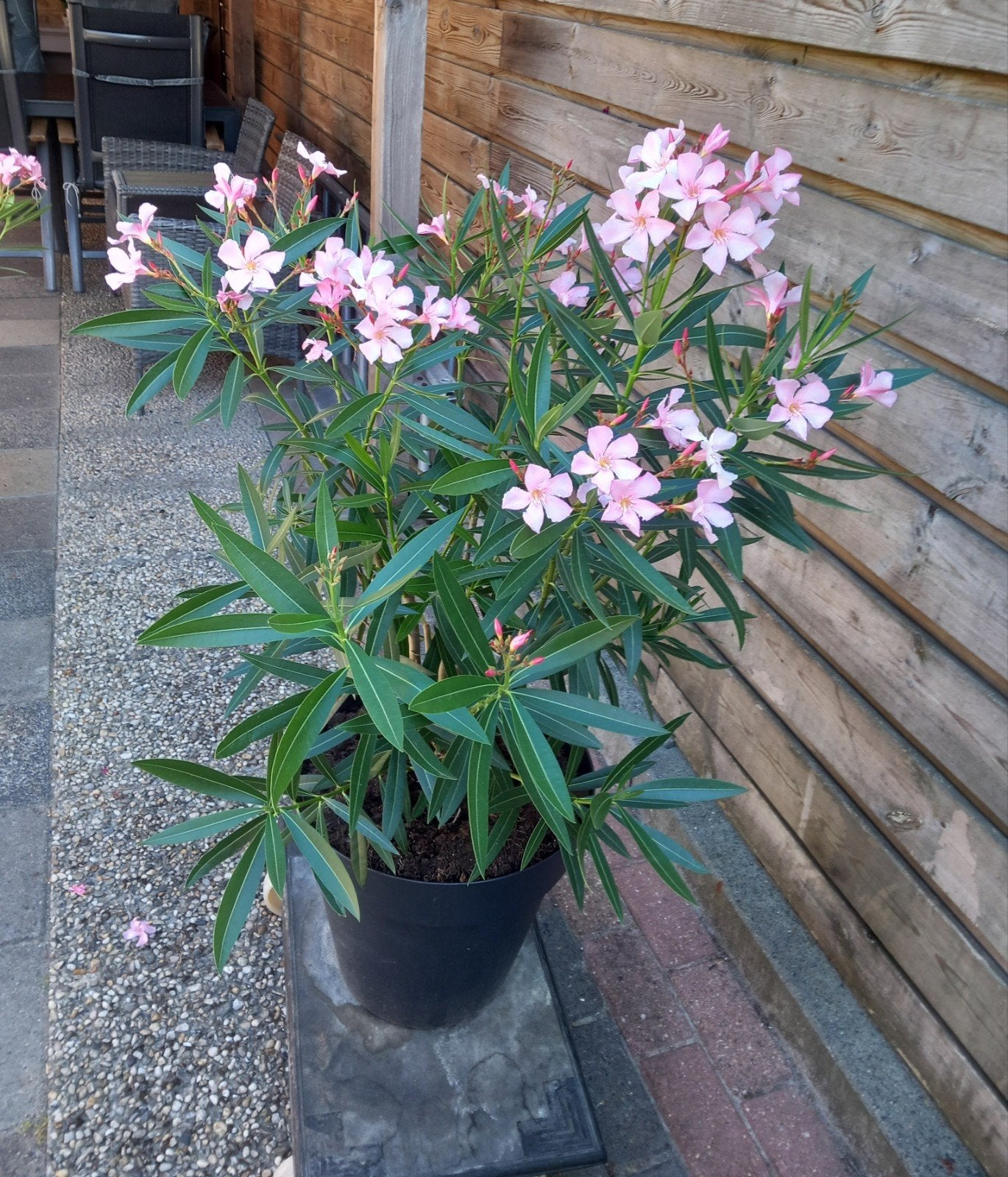 2 oleander, Ophalen, Overige soorten, Volle zon