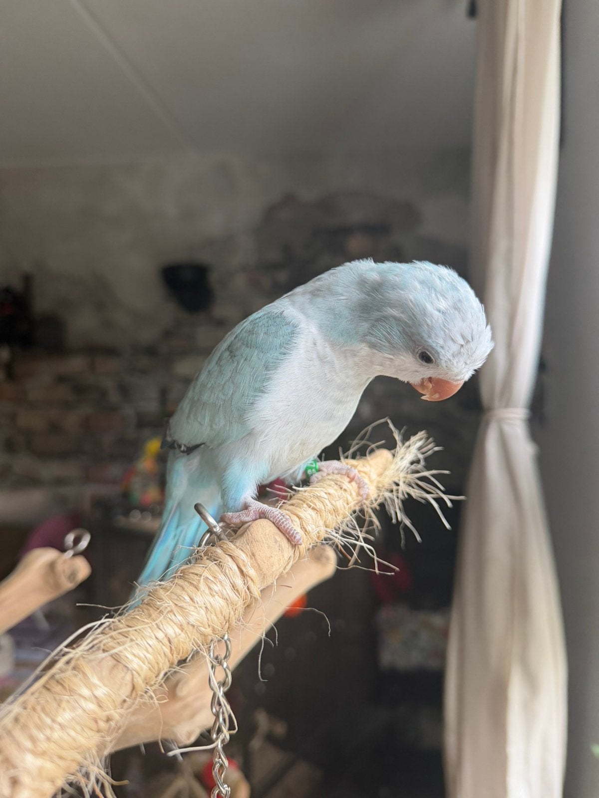 tekoop muisparkiet het is een pop van 3 maanden oud ongeveer, Dieren en Toebehoren, Vogels | Parkieten en Papegaaien, Vrouwelijk