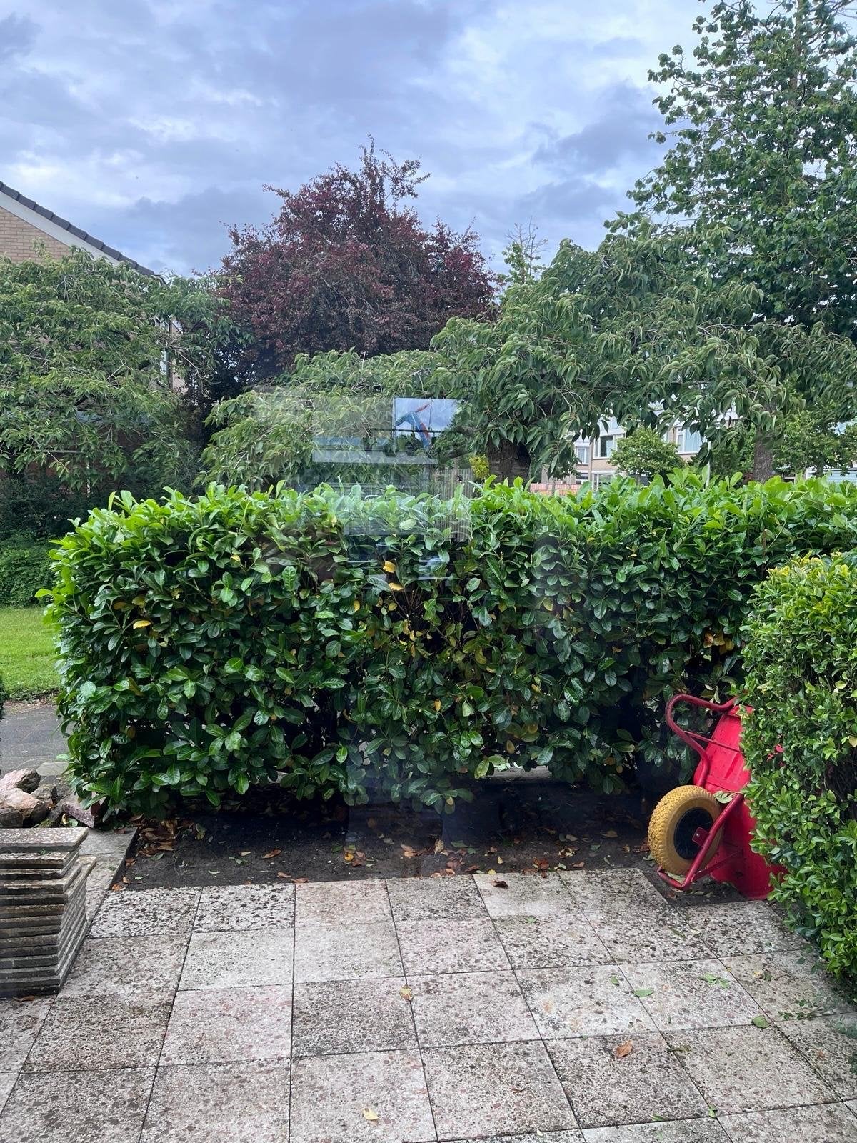 Gratis af te halen: Taxus en Laurierkers hagen, Vaste plant, Bloeit niet, Halfschaduw, Ophalen