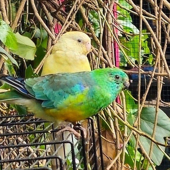 Koppel Zangparkieten te Koop, Dieren en Toebehoren, Vogels | Parkieten en Papegaaien, Meerdere dieren, Parkiet, Tam