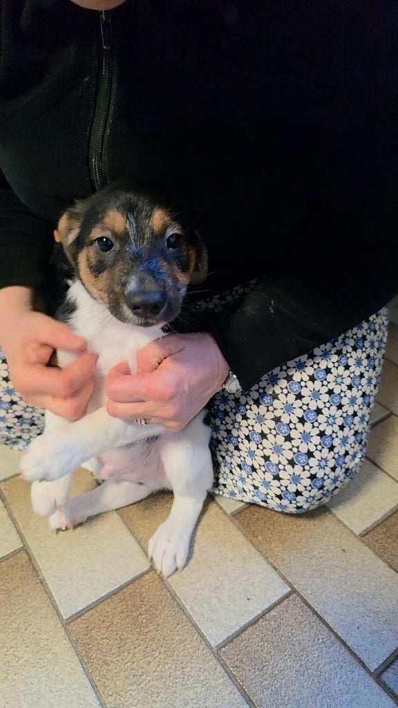Mooie driekleurige Boerenfox pup (reutje), Dieren en Toebehoren, Honden | Jack Russells en Terriërs, Parvo, 8 tot 15 weken, Eén hond