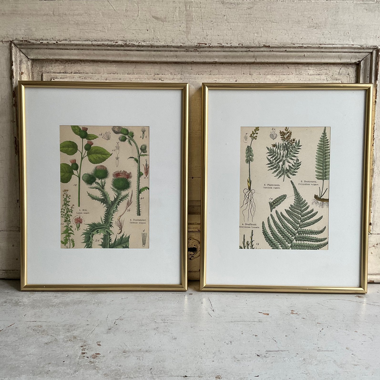 Sale 2 antieke botanische prenten set 2  *tres belle*, Verzenden