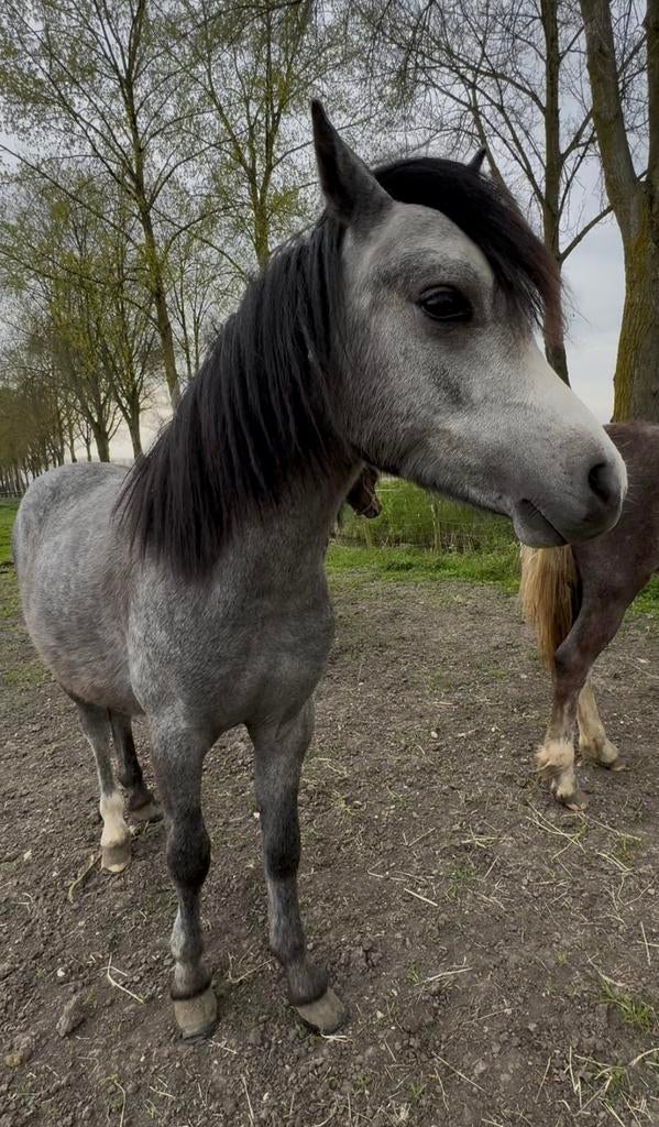 Ponys uit eigen fokkerij, Dieren en Toebehoren, Pony's, E pony (1.48m - 1.57m), Met stamboom, Niet van toepassing, 0 tot 2 jaar