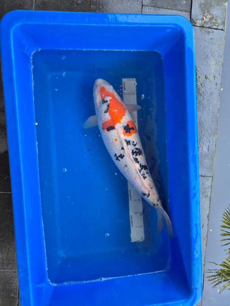 Verschillende koi karpers., Karper of Koi