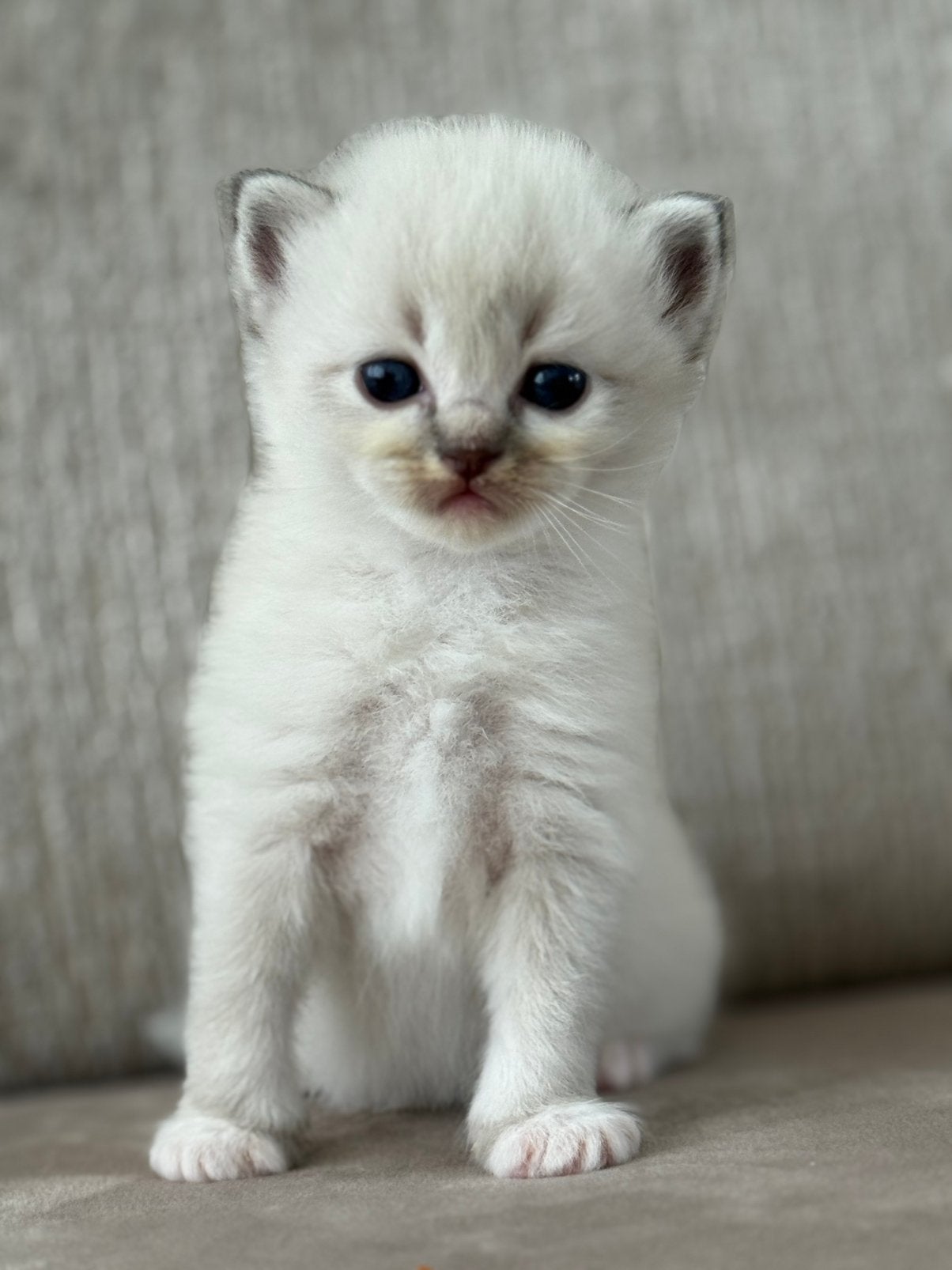Ragdoll kitten (5), Dieren en Toebehoren, Katten en Kittens | Raskatten | Langhaar, Poes