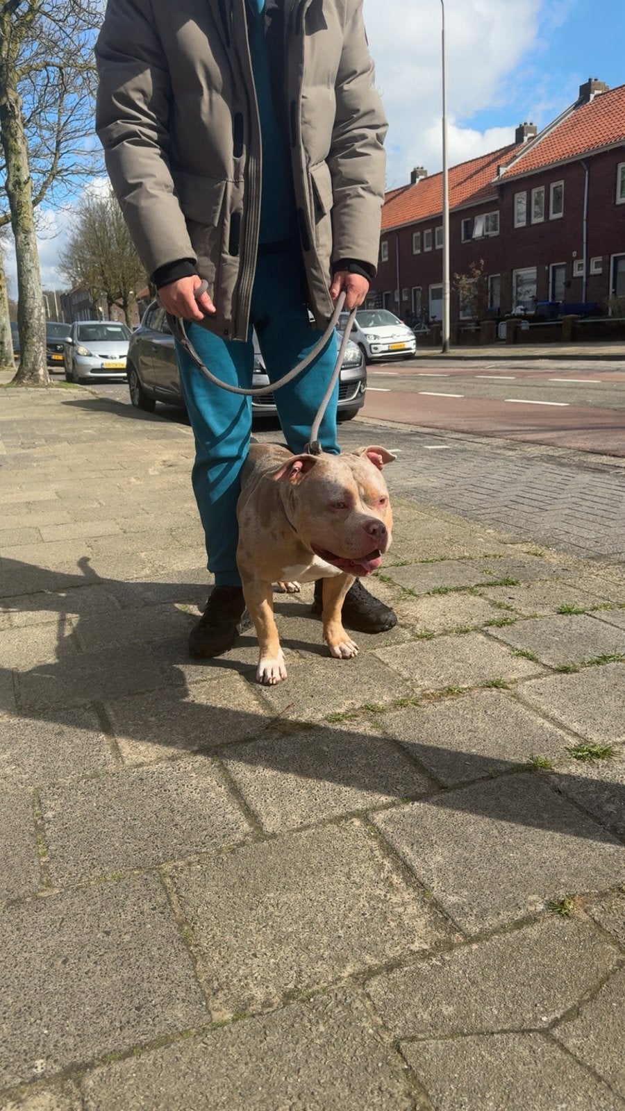 Pocket bully pups met stamboom, HCC (leverziekte), 8 tot 15 weken, Bulldog, Meerdere