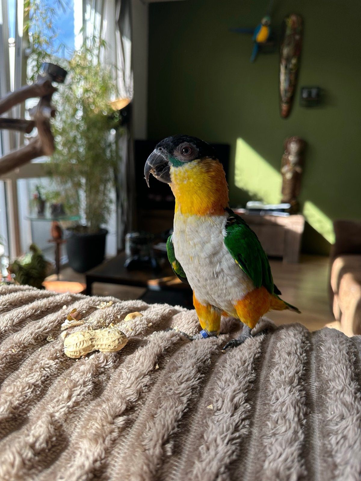 Zwartkop caique, Geslacht onbekend, Tam