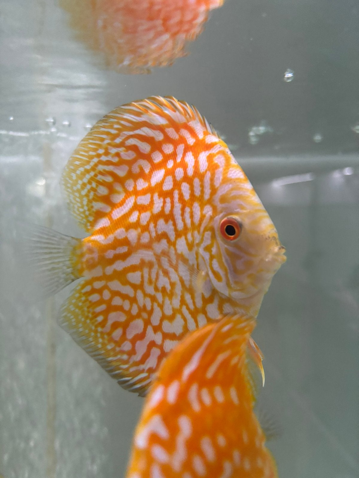 Yellow checkerboard discussen, Dieren en Toebehoren, Vis