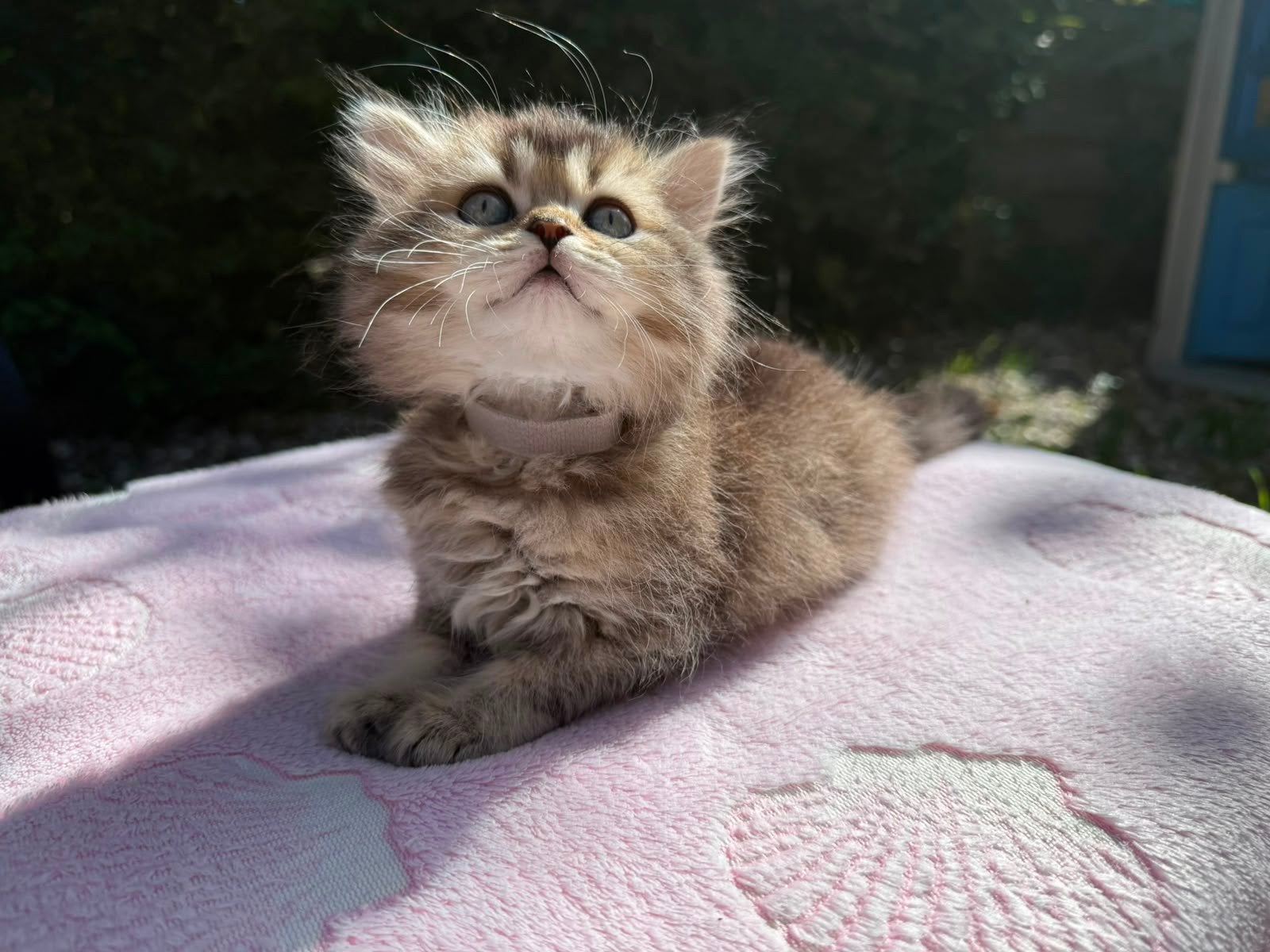 Prachtige Britse Korthaar / Langhaar (Golden), Dieren en Toebehoren, Katten en Kittens | Raskatten | Langhaar, Meerdere dieren