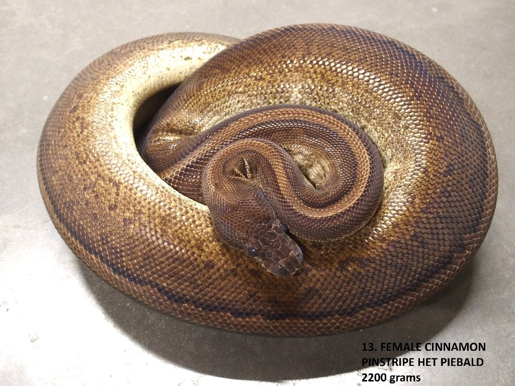 Koningspythons halwas en volwassen kweekdieren deel 1 Ball Python photo 13