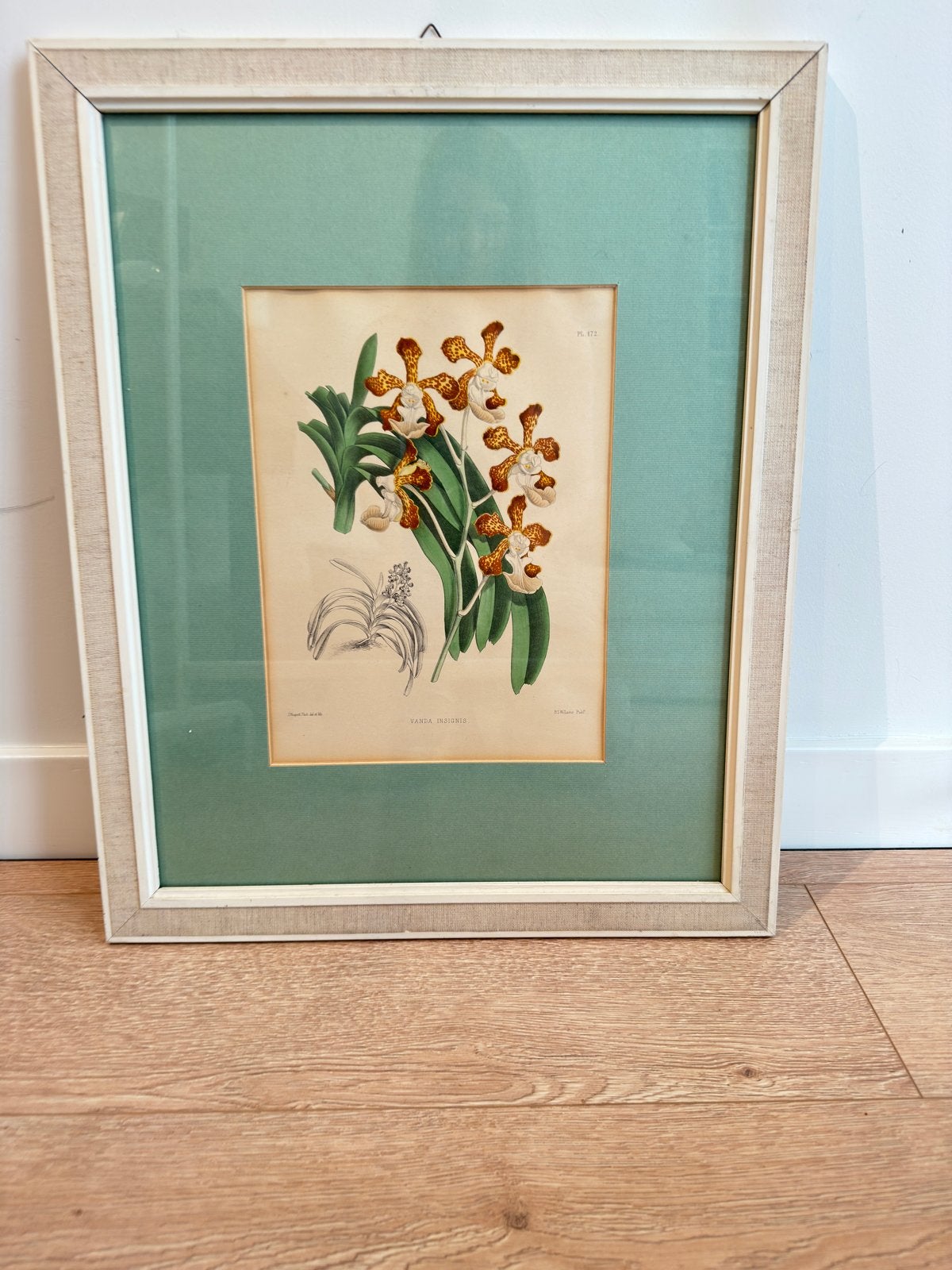 Antieke Botanische Print - Vanda Insignis Orchidee, Antiek en Kunst, Kunst | Etsen en Gravures, Handgekleurd, 1800 - 1899, Ophalen of Verzenden