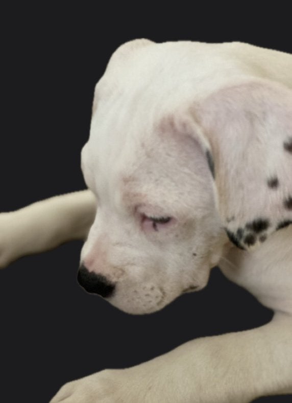 Exclusieve witte Pocket Bully pups te koop, Dieren en Toebehoren, Parvo, 8 tot 15 weken, Teef, Bulldog