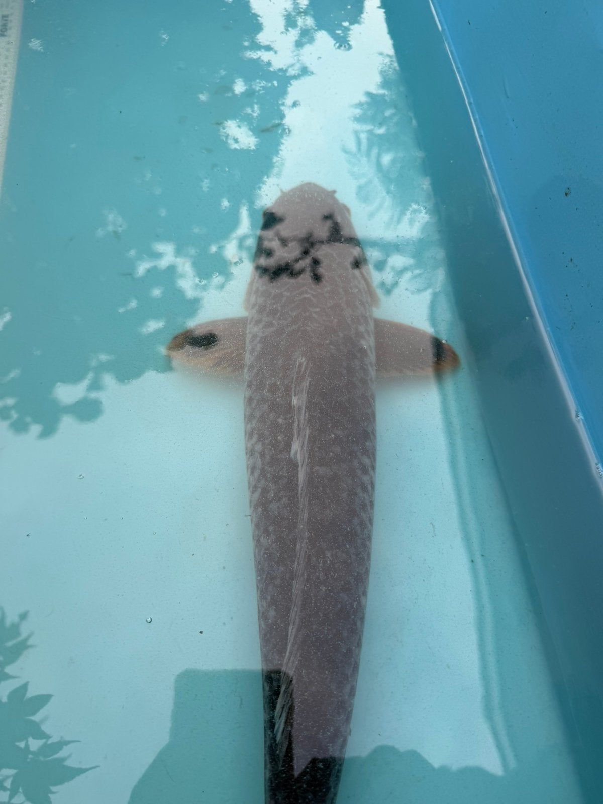 Asagi koi, Karper of Koi