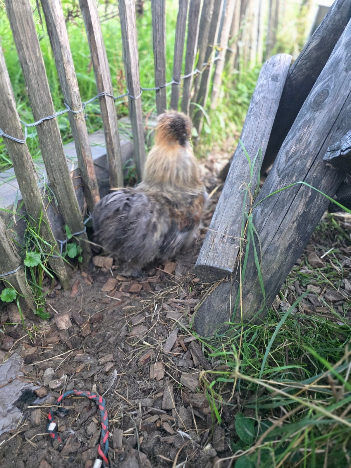 lieve zijdehoen haan, Dieren en Toebehoren, Mannelijk, Kip