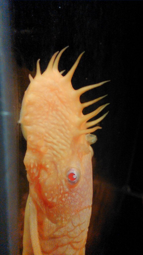 meerdere mooie honinggele Ancistrus, €7,50, Dieren en Toebehoren, Vissen | Aquariumvissen, Vis, Zoetwatervis