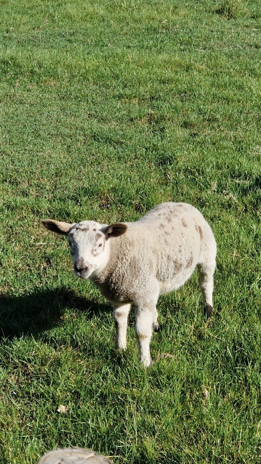 schapen scheren en klauwvezorging bij schapen en geiten, Dieren en Toebehoren, Schapen, Geiten en Varkens, Vrouwelijk, Schaap