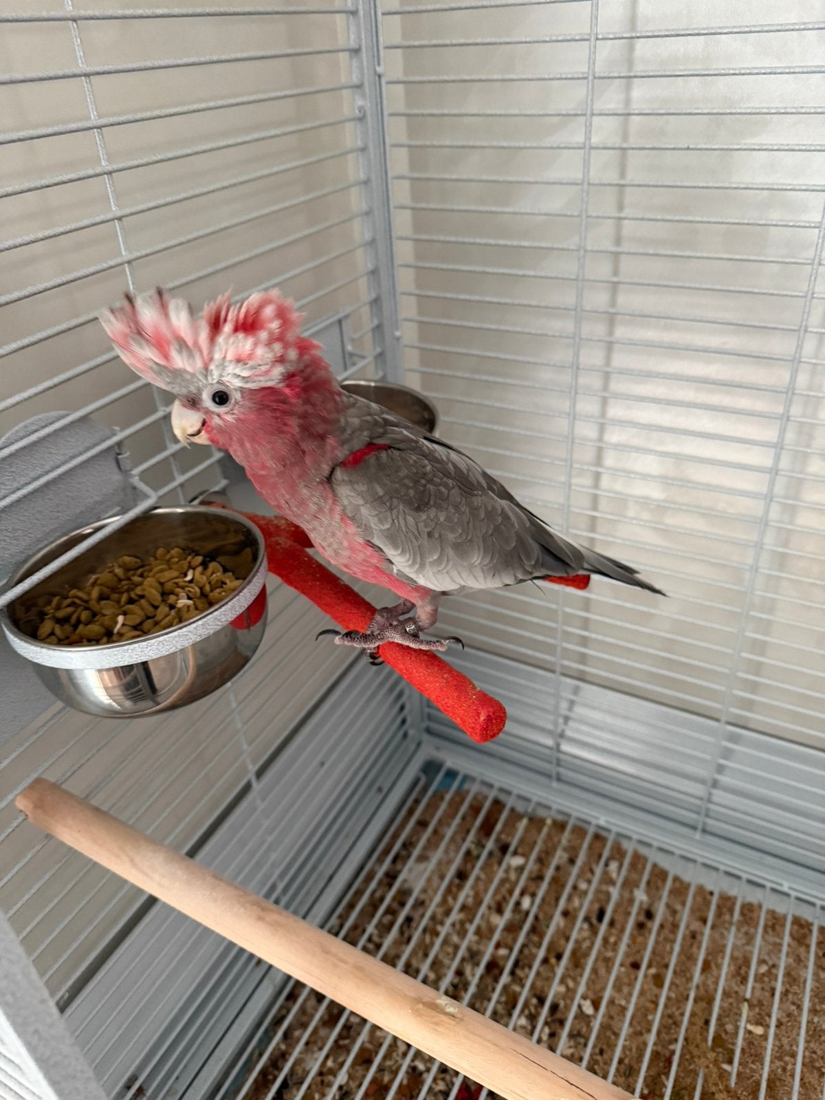 Rose kaketoe, Dieren en Toebehoren, Papegaai
