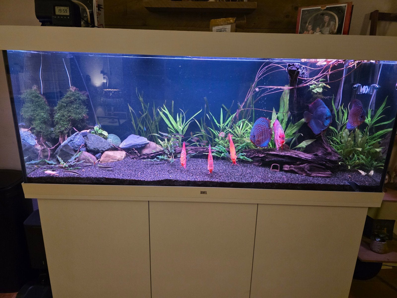Aquarium hout XXL, Dieren en Toebehoren, Ophalen, Plant(en), Steen of Hout