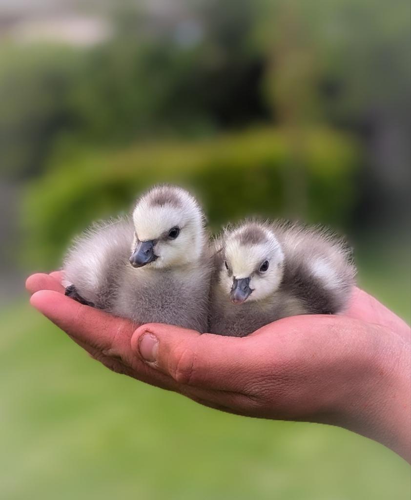Kleine brandganzen kuikentjes te koop aangeboden, Dieren en Toebehoren, Geslacht onbekend, Gans of Zwaan