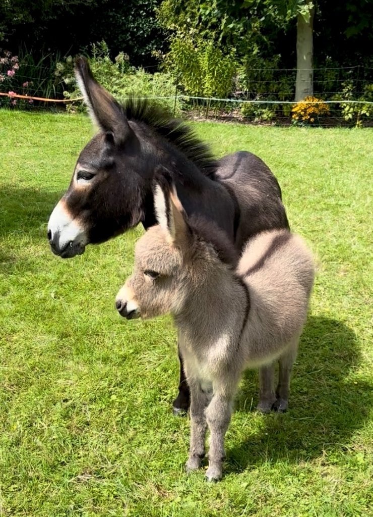 Prachtige mini ezel merrie met hengstveulentje beschikbaar!, Dieren en Toebehoren, Pony's, Meerdere dieren, A pony (tot 1.17m)