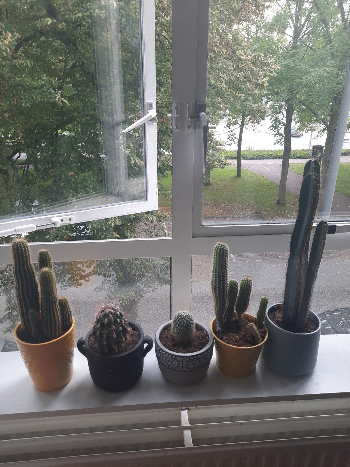 Diverse cactussen in potten, Overige soorten, Volle zon, Vaste plant, Ophalen of Verzenden