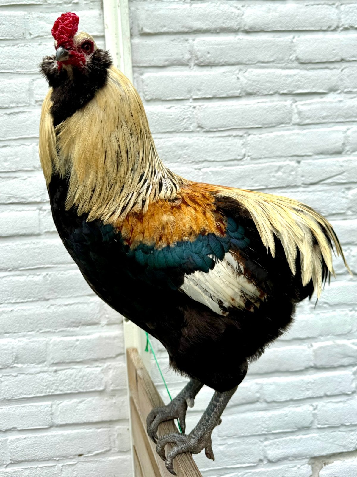 Araucana haan, Dieren en Toebehoren, Mannelijk, Kip