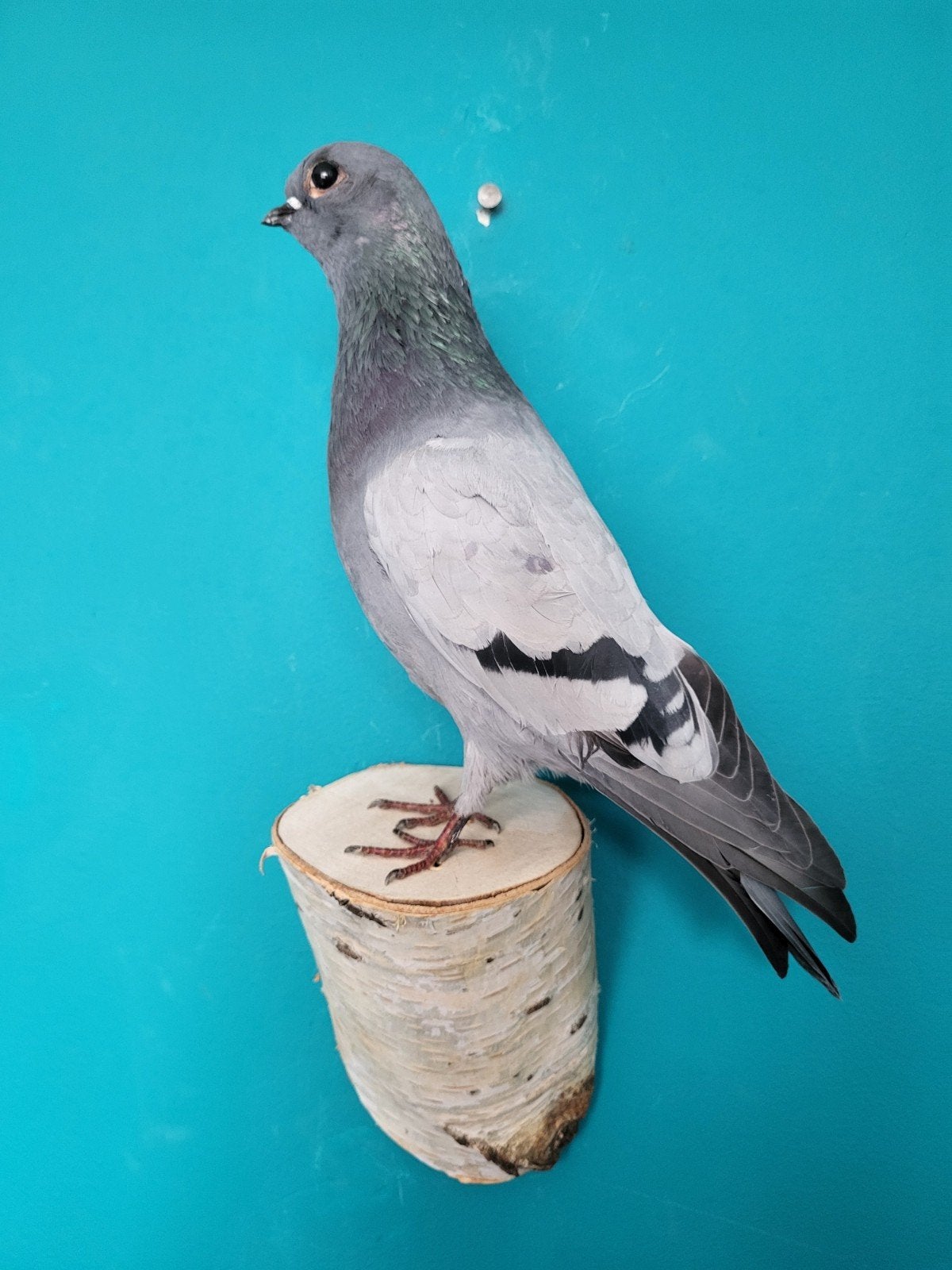 Een prachtige opgezette duif om op te hangen!, Ophalen, Nieuw, Vogel, Opgezet dier