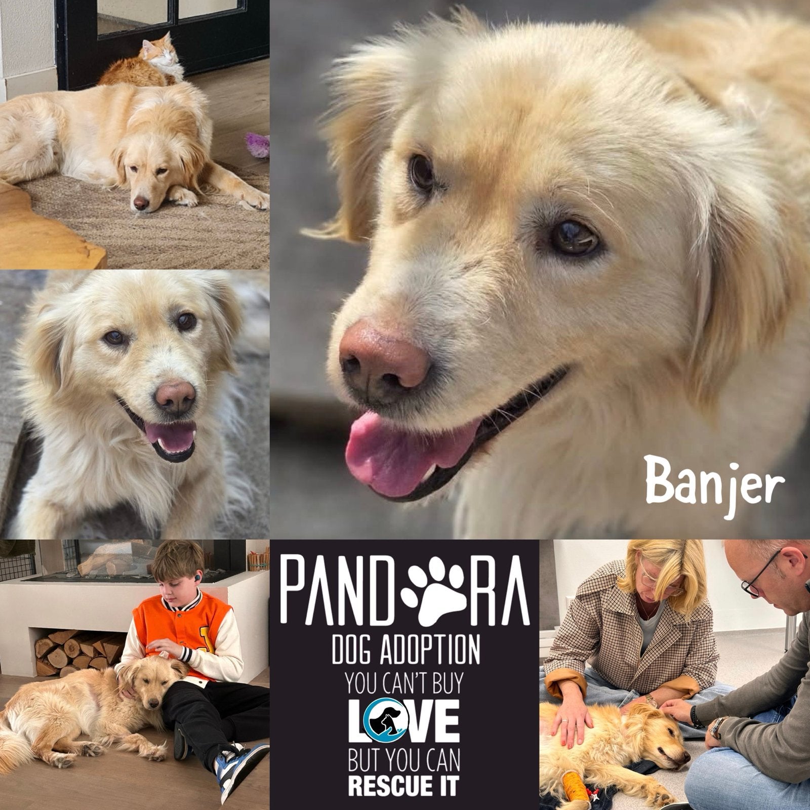 Banjer zoekt een passend thuis, Dieren en Toebehoren, Particulier, Reu, Buitenland, Eén hond