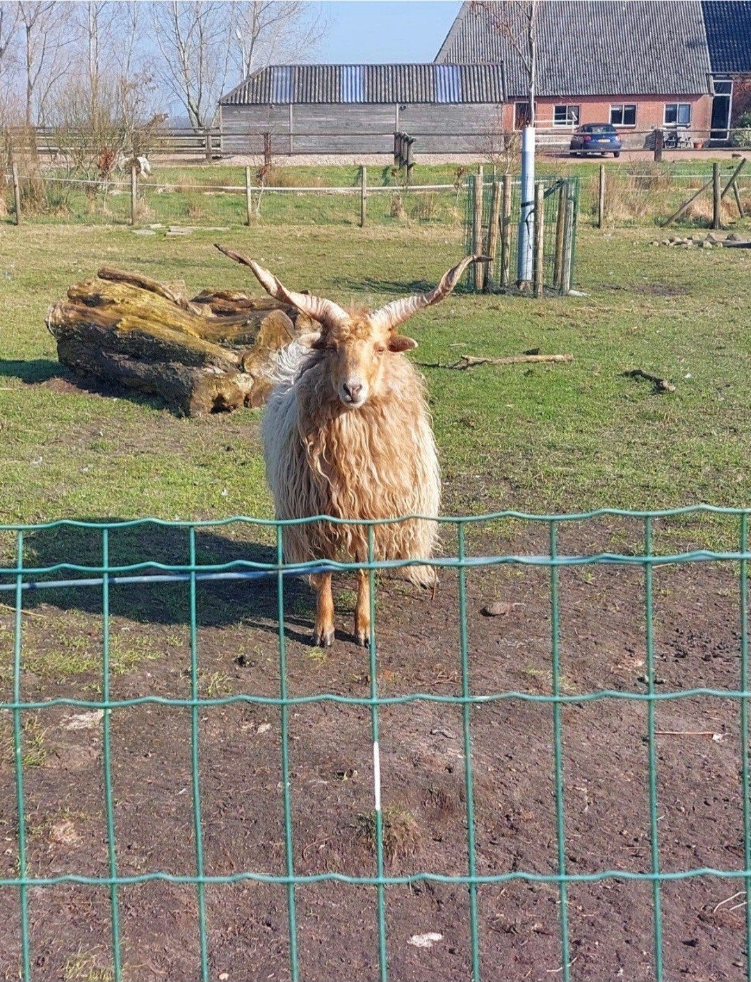 Onverwante racka schapen koppel, Dieren en Toebehoren, Meerdere dieren, Schaap