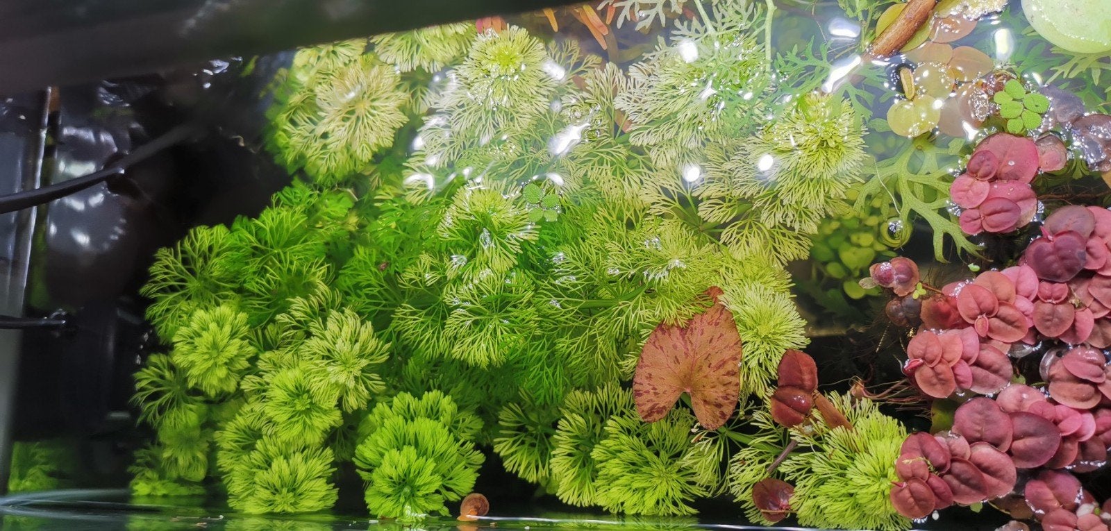 Limnophila sessiliflora, verschillen aquarium plant stekken, Ophalen of Verzenden, Nieuw, Plant(en), Steen of Hout